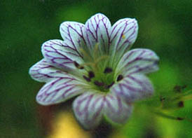 Geranium versicolor